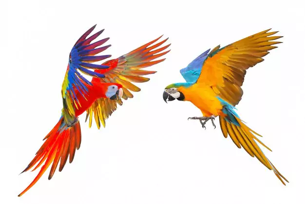 The Vibrant Plumage Of Macaws