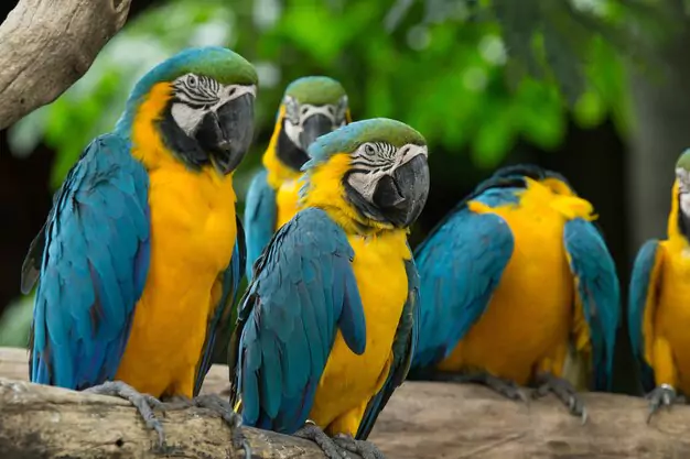 Threats Faced By The Blue Throated Macaw Population