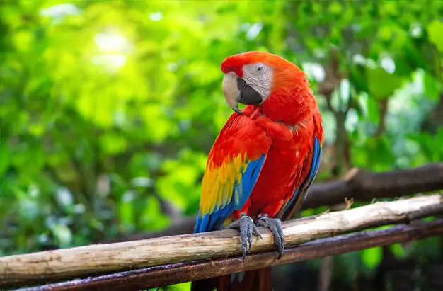 Threats To Scarlet Macaw Eggs