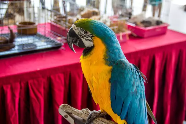 Tips For Choosing The Right Seller And Macaw