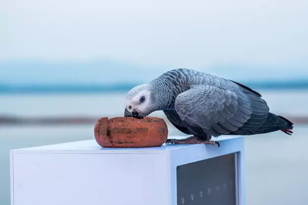 Tips For Extending Your Parrot’s Lifespan