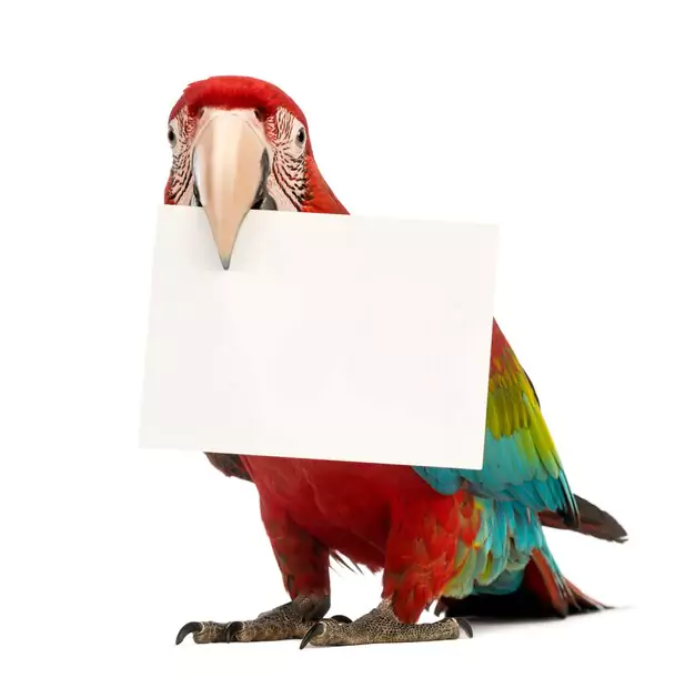 Tips For Finding Affordable Macaw Prices