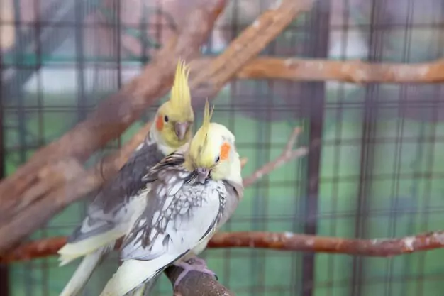 Tips for Keeping Your Pearl Cockatiel Healthy and Happy