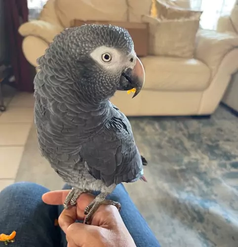 Training Techniques To Unleash Parrot Intelligence