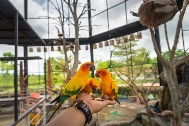 Training and Behavioral Guidance for Your Conure