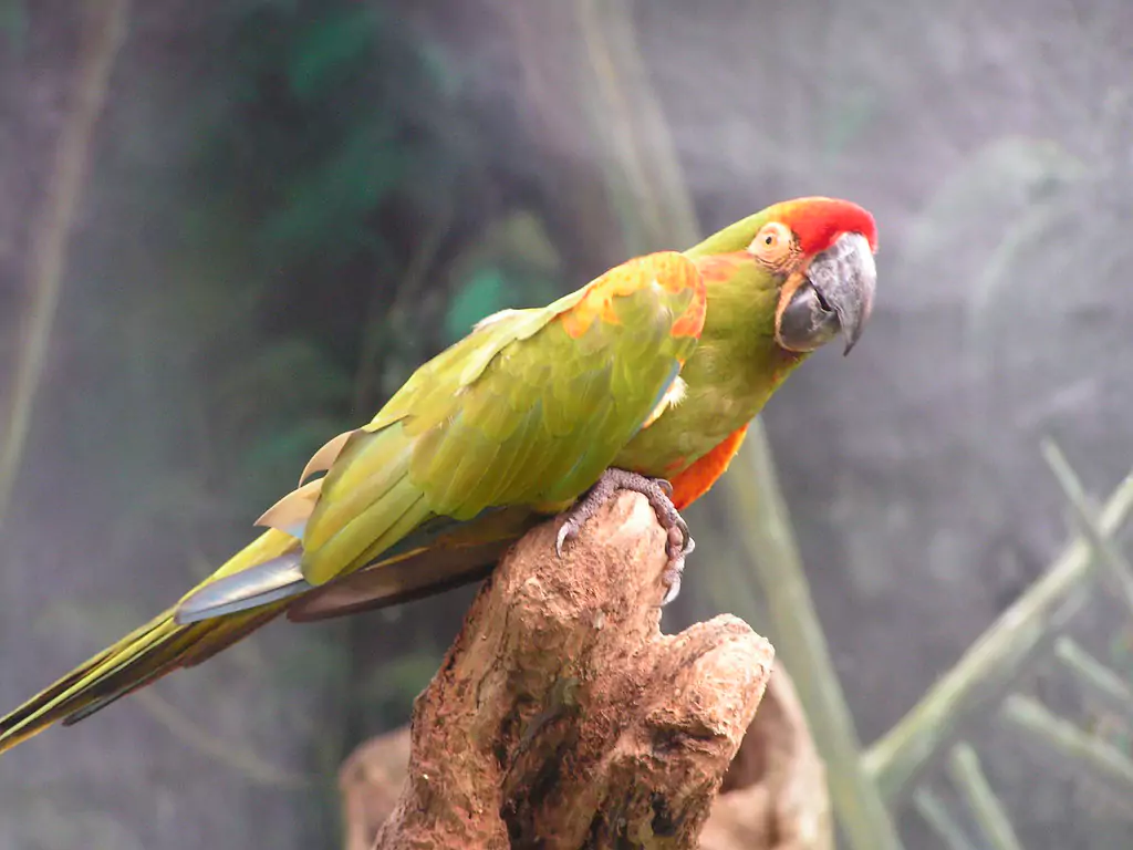 Training and Socialization Tips for Red-fronted Macaws