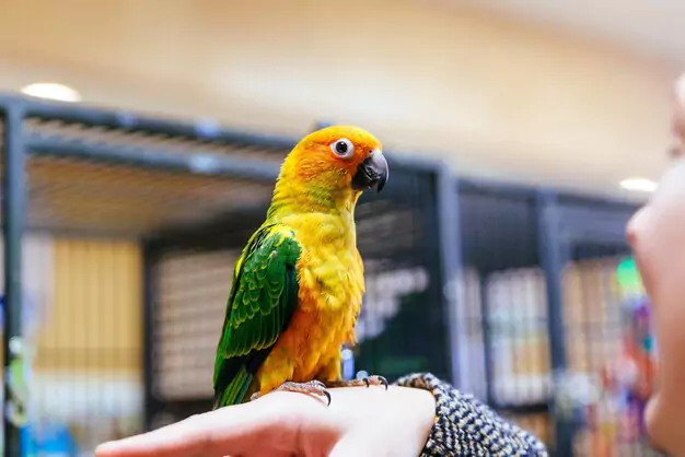 Types of Conures to Consider as Pets