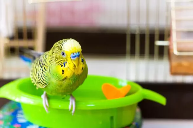 Understanding Avian Bathroom Habits