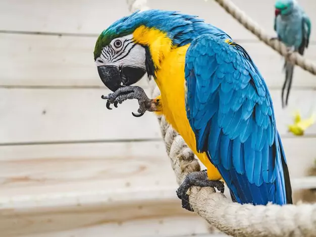 Understanding Macaw Health Concerns In California