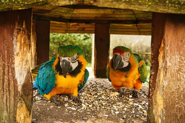 Understanding Macaw Predators