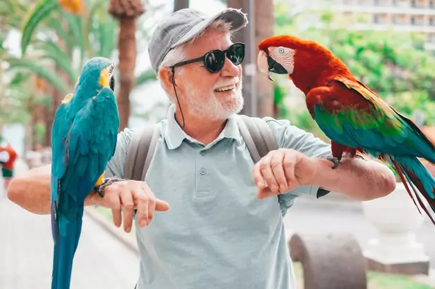 Understanding The Average Lifespan Of Macaw Parrots