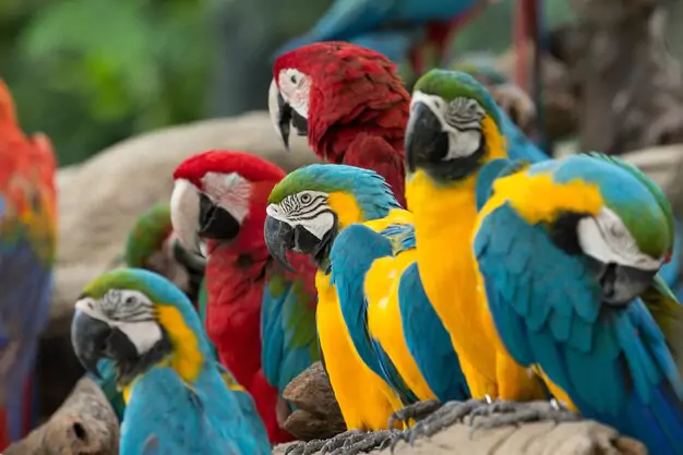 Understanding The Average Lifespan Of Macaws
