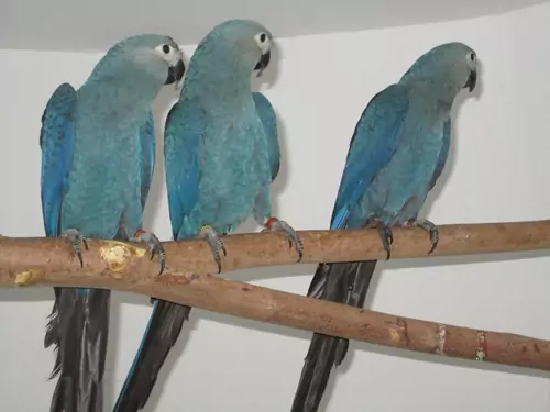 Understanding The Lifespan Of Spix Macaws
