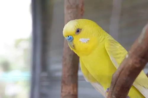 Understanding The Market For Yellow Parrots