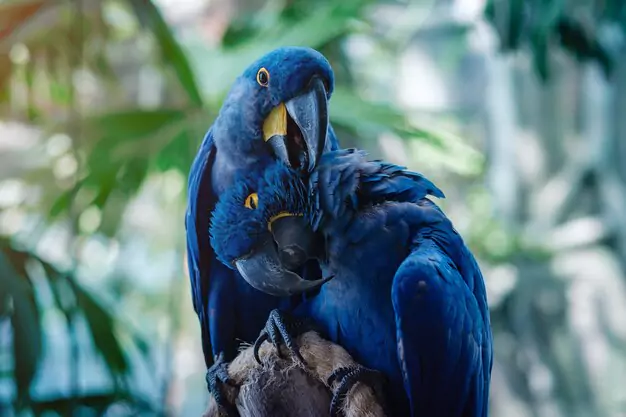Understanding The Popularity And Rarity Of The Blue Macaw