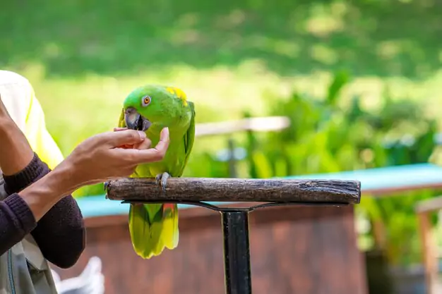 Understanding The Reproductive Behavior Of Macaws