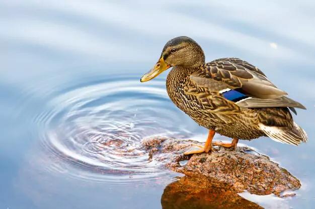 Understanding the Importance of Mallard Drake in Our Ecosystem