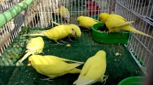 Unearthing The Hidden Gems: Lesser-Known Yellow Parrot Breeds