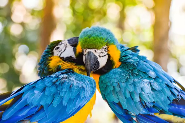 Unique Physical Features Of The Blue Throated Macaw