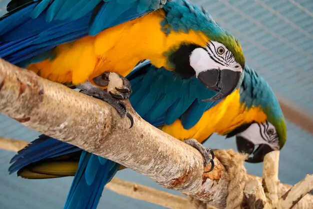 Visiting Macaw Breeding Facilities In California