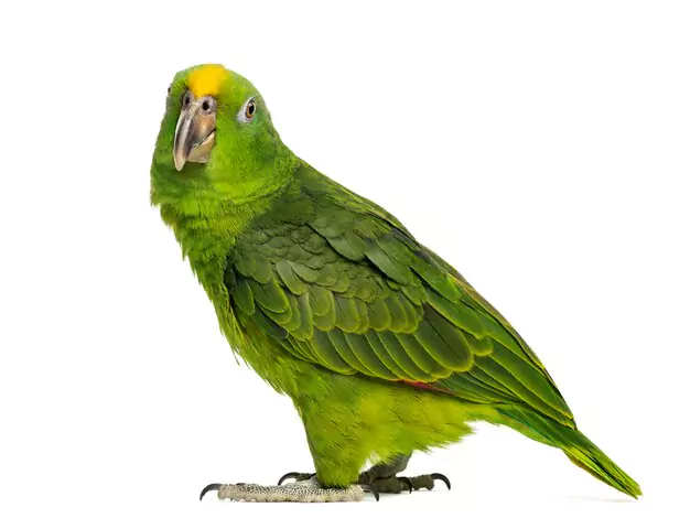 Vocalizations and Communication of Red-Bellied Macaws