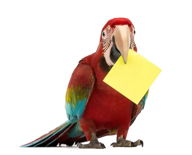 Watching Out For Red Flags In Macaw Pricing