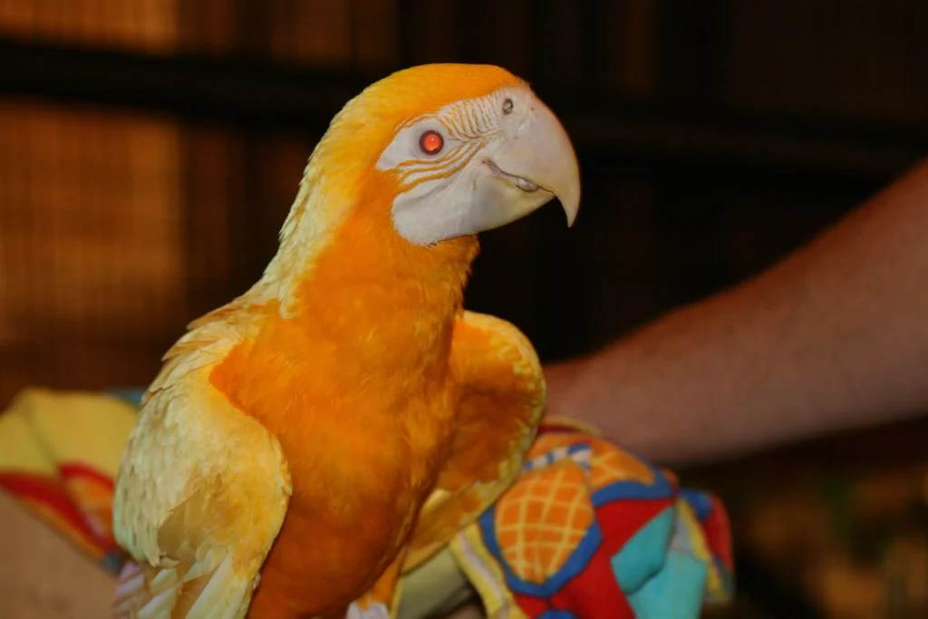 What Is A Golden Albino Macaw
