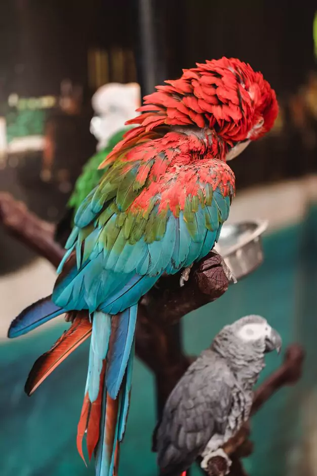 What Is Parrot Molting And Why Does It Happen