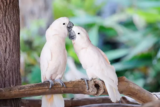 What are White and Albino Macaws