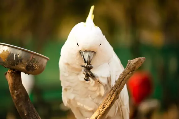 Why Cacatua Deserves Our Attention and Protection
