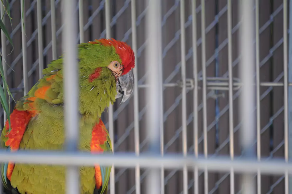 Why Proper Care for Red-fronted Macaws is Important