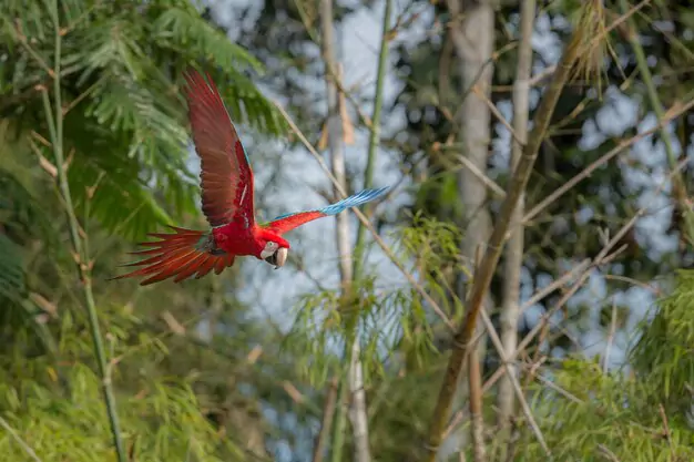 Why Scarlet Macaws Are Coveted Birds